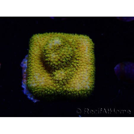 WYSIWYG - RAH Stylocoeniella Yellow Canary L3