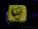 WYSIWYG - RAH Stylocoeniella Yellow Canary