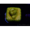 WYSIWYG - RAH Stylocoeniella Yellow Canary