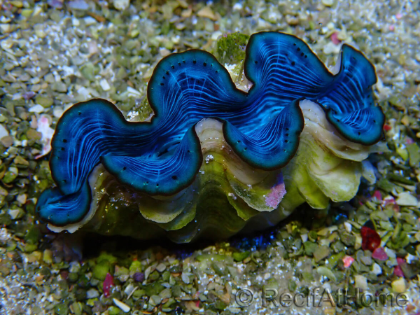 WYSIWYG Tridacna maxima A1