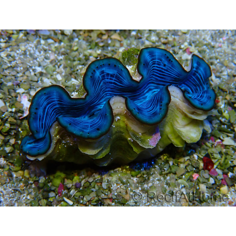 WYSIWYG Tridacna maxima A1