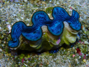 WYSIWYG Tridacna maxima A1
