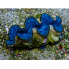 WYSIWYG Tridacna maxima A1