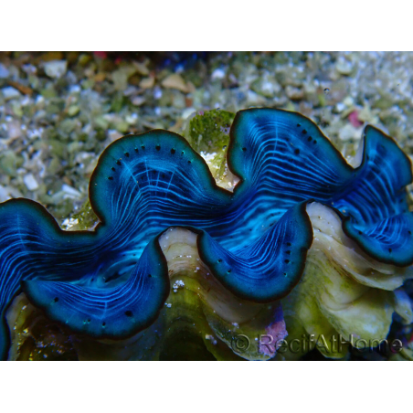 WYSIWYG Tridacna maxima Bénitiers A1 (5-5.5 cm)