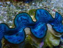 WYSIWYG Tridacna maxima A1