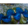 WYSIWYG Tridacna maxima A1