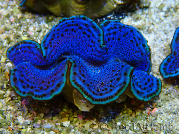 WYSIWYG Tridacna maxima A2