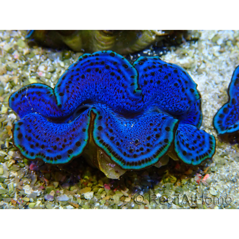 WYSIWYG Tridacna maxima Bénitiers A2 (5-5.5 cm)