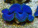 WYSIWYG Tridacna maxima A2