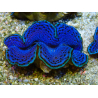 WYSIWYG Tridacna maxima Bénitiers A2 (5-5.5 cm)
