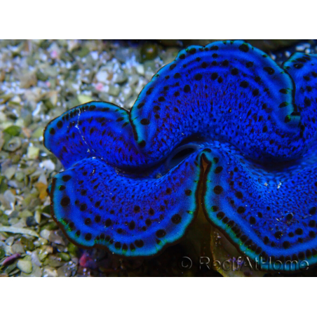 WYSIWYG Tridacna maxima Bénitiers A2 (5-5.5 cm)