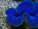 WYSIWYG Tridacna maxima A2