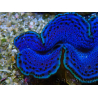 WYSIWYG Tridacna maxima A2