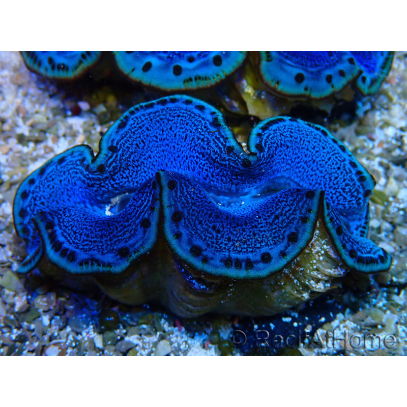 WYSIWYG Tridacna maxima A3