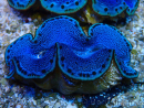 WYSIWYG Tridacna maxima A3