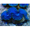 WYSIWYG Tridacna maxima A3