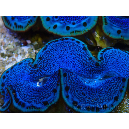 WYSIWYG Tridacna maxima A3