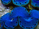 WYSIWYG Tridacna maxima A3