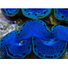 WYSIWYG Tridacna maxima A3
