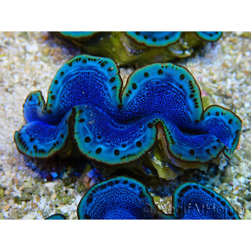 WYSIWYG Tridacna maxima A4