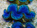 WYSIWYG Tridacna maxima A4