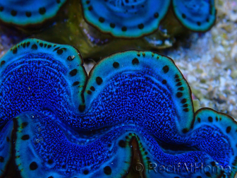 WYSIWYG Tridacna maxima Bénitiers A4 (5-5.5 cm)