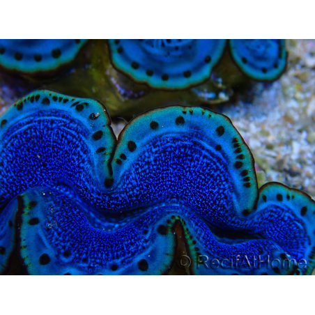 WYSIWYG Tridacna maxima A4