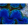 WYSIWYG Tridacna maxima A4