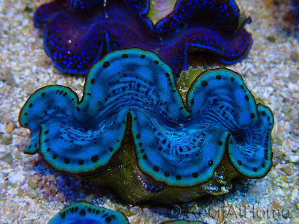 WYSIWYG Tridacna maxima A5