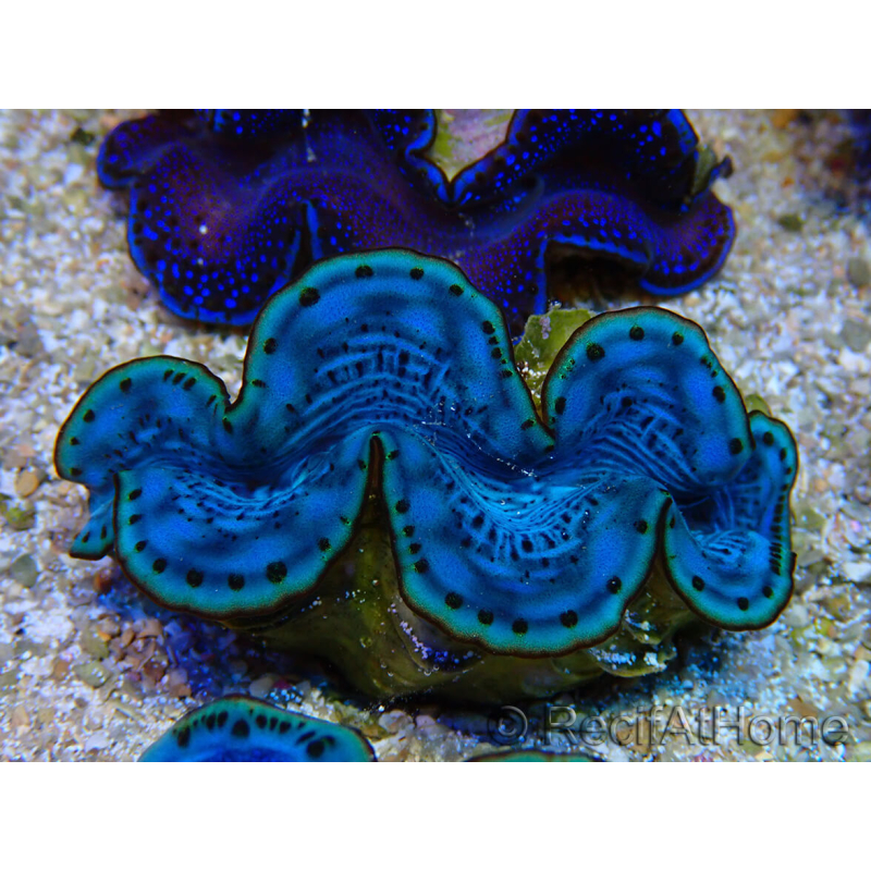 WYSIWYG Tridacna maxima A5
