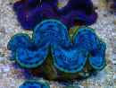 WYSIWYG Tridacna maxima A5