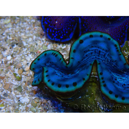 WYSIWYG Tridacna maxima A5