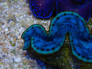 WYSIWYG Tridacna maxima A5