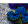 WYSIWYG Tridacna maxima A5