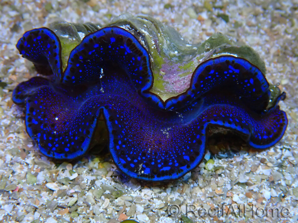 WYSIWYG Tridacna maxima Bénitiers A6 (5-5.5 cm)