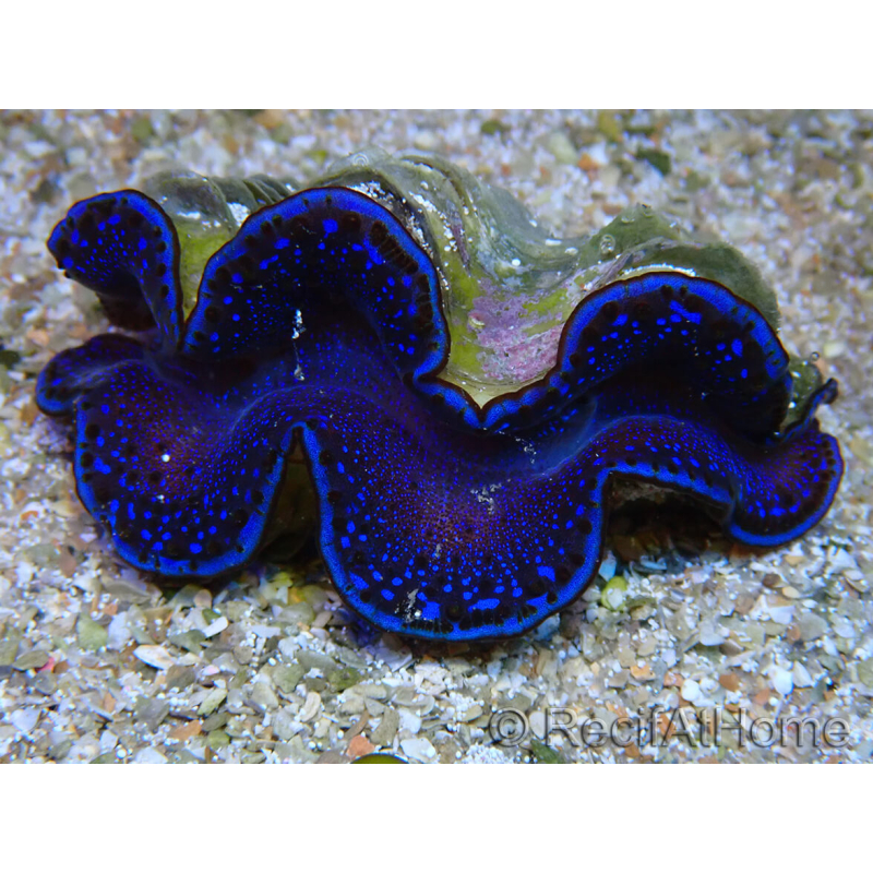 WYSIWYG Tridacna maxima A6