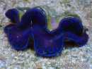 WYSIWYG Tridacna maxima Bénitiers A6 (5-5.5 cm)