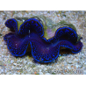 WYSIWYG Tridacna maxima A6