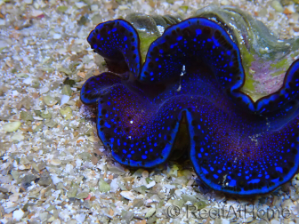 WYSIWYG Tridacna maxima Bénitiers A6 (5-5.5 cm)