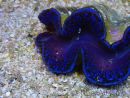 WYSIWYG Tridacna maxima Bénitiers A6 (5-5.5 cm)