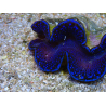 WYSIWYG Tridacna maxima Bénitiers A6 (5-5.5 cm)