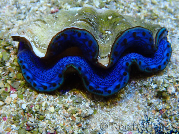 WYSIWYG Tridacna maxima Benitiers A7 (6 cm)