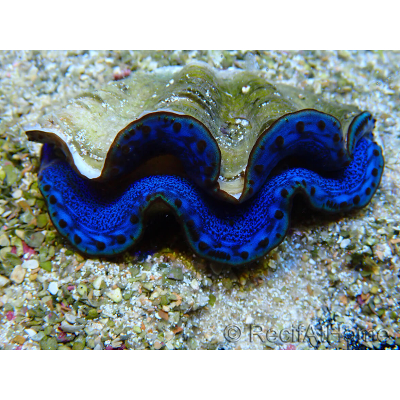 WYSIWYG Tridacna maxima Clams A7 (6 cm)