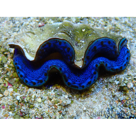 WYSIWYG Tridacna maxima Bénitiers A7 (6 cm)