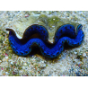 WYSIWYG Tridacna maxima Clams A7 (6 cm)