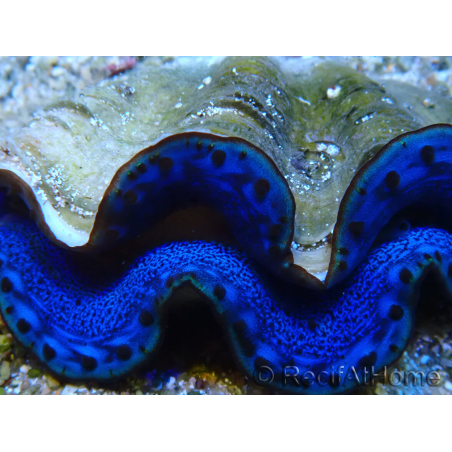 WYSIWYG Tridacna maxima Bénitiers A7 (6 cm)