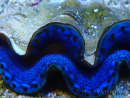 WYSIWYG Tridacna maxima Benitiers A7 (6 cm)