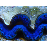 WYSIWYG Tridacna maxima Clams A7 (6 cm)