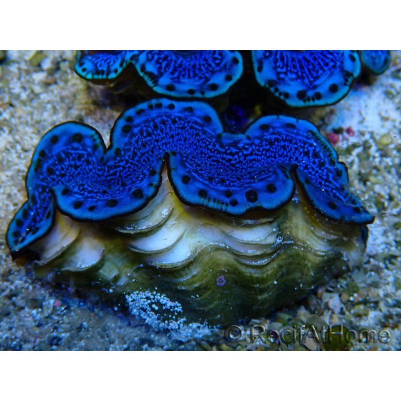WYSIWYG Tridacna maxima Benitiers A8 (5 cm)