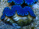 WYSIWYG Tridacna maxima Benitiers A8 (5 cm)